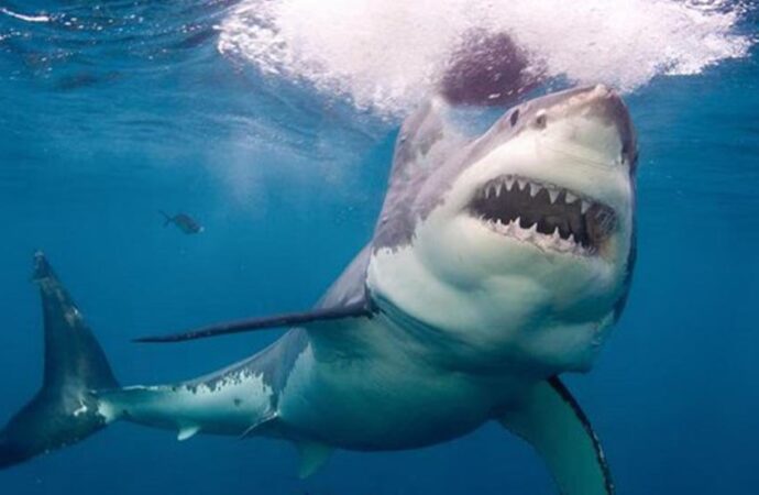 Aussie scientists discover shocking gap in great white shark research